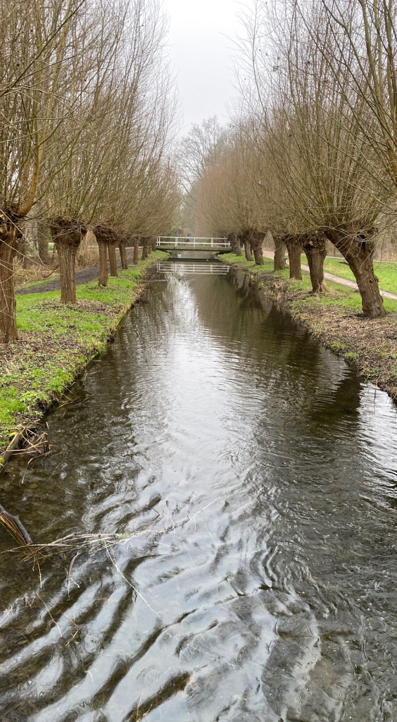 Knotwilgen langs een waterloop in natuurgebied de Delftse Hout, de omgeving van de herfstretraite: Loslaten & Ruimte Maken