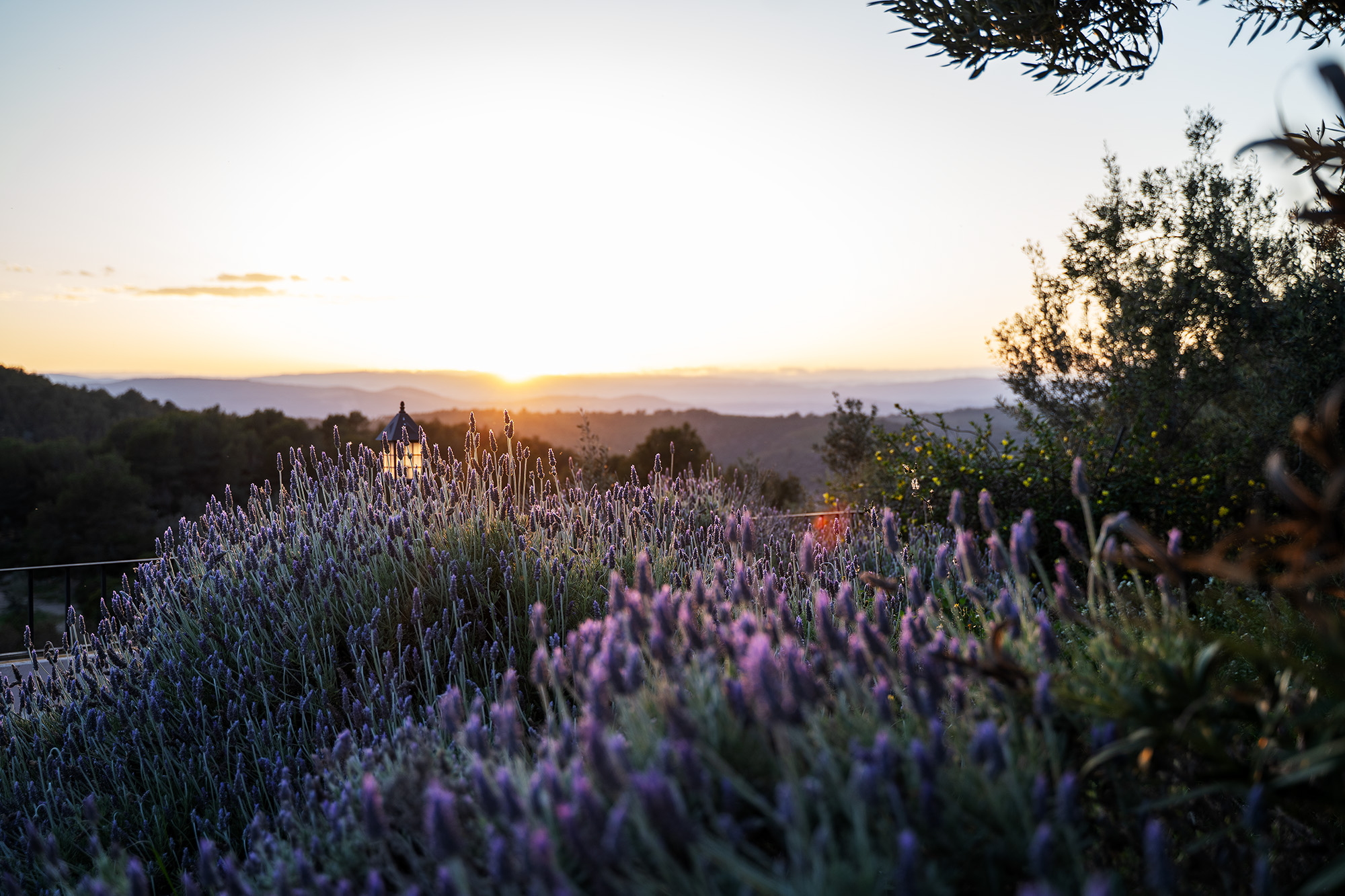 Lavendel bij zonsondergang rond Masia de Matuta in de Sierra Calderona